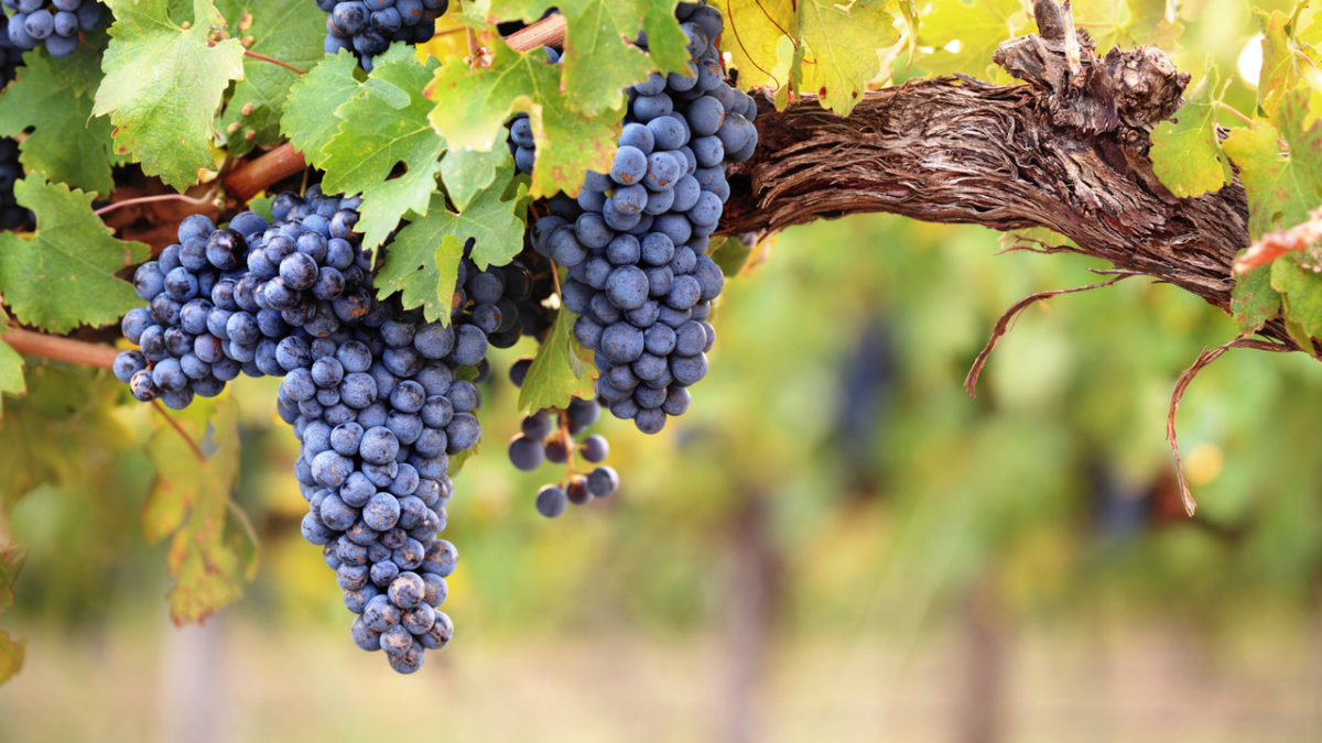 Vinogradari zadovoljno trljaju ruke, kvalitet grožđa nikad bolji