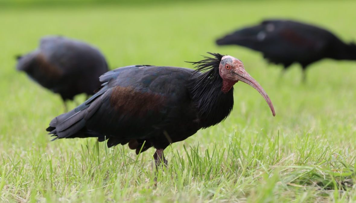 U Cazin sletjela jedna od najrijeđih ptica, ima ih još samo 300 na svijetu