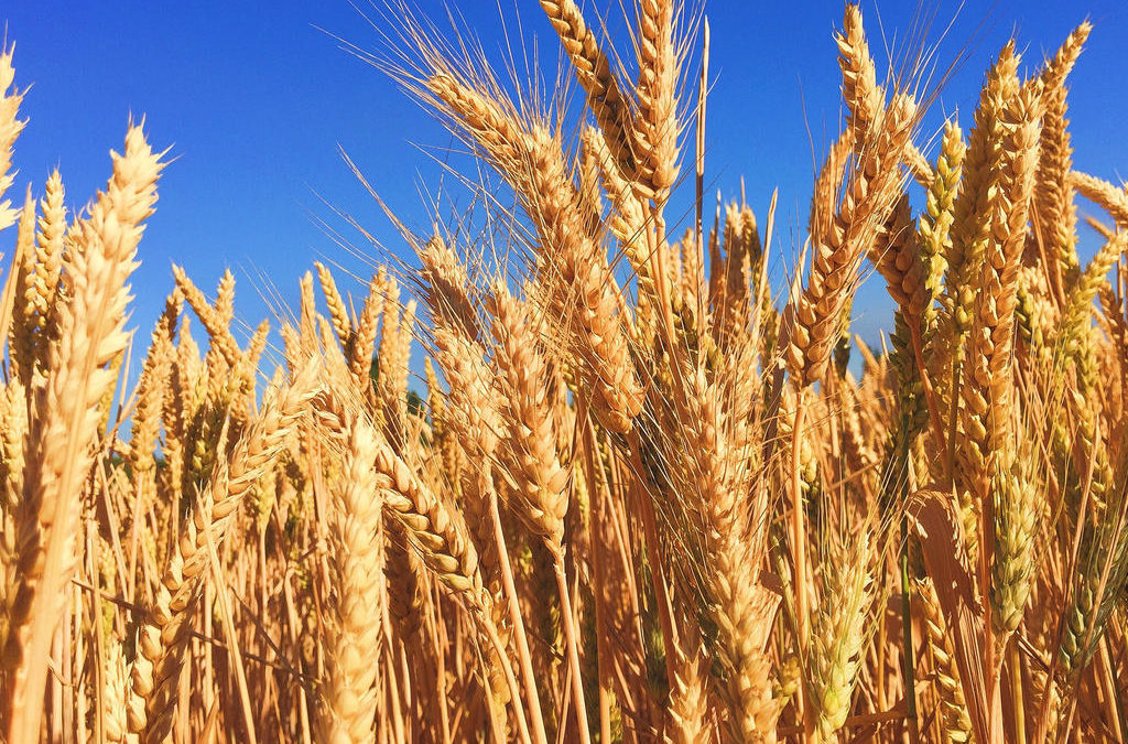 Žetva u Semberiji obavljena na oko 80 posto površina zasijanih pšenicom