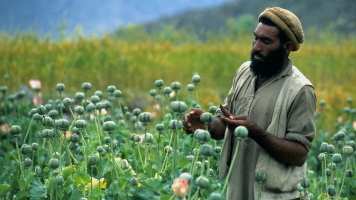 Avganistan i droga: Koliko se opijuma proizvodi i šta poručuju talibani